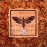Manduca Moth by Abby White