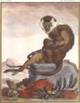 Mangabey A Collier Blanc by Georges Louis Marie Leclerk Buffon