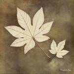 Maple Leaf by Alexandra Bex