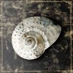 Marble Shell Series II by Edward Selkirk