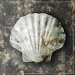 Marble Shell Series IV by Edward Selkirk