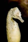 Marine life, seahorse, Vancouver, British Columbia by Paul Colangelo / Danita Delimont