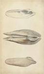 Marine Mollusk I by Julie Wood