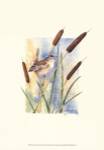 Marsh Wren and Cattails by Janet Mandel