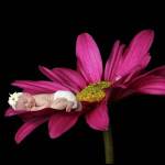 Marston Brooke Magenta Daisy by Tanya Hovey