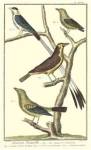 Martinet Bird Family I by Martinet