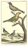 Martinet Bird Family II by Martinet