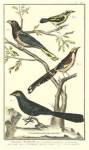 Martinet Bird Family IV by Martinet