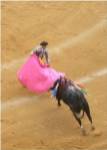 Matador Bullfight