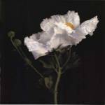 Matilija Poppy II by Sondra Wampler