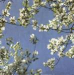 May Fourth by Donna Geissler