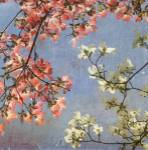 May Second by Donna Geissler