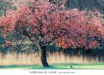 Me and My Tree by Lars Van De Goor