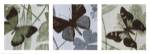 Meadow Triptych by Luisa Tosini