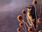 Meadowlark by Chris Vest