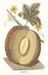 Melon by C. Brookshaw
