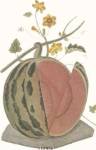 Melon by C. Brookshaw