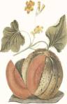Melon by C. Brookshaw