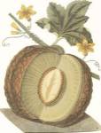 Melon by C. Brookshaw