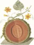 Melon by C. Brookshaw