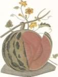 Melon by C. Brookshaw