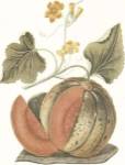 Melon by C. Brookshaw
