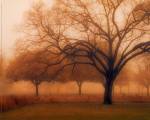 Memory of Trees by M. Ellen Cocose