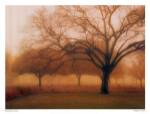 Memory of Trees by M. Ellen Cocose