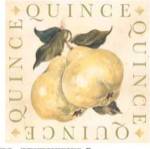 Michael Alexander - Quince Size 8x8 by Michael Alexander