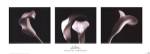Michael Faragher - Lilies Size 36x15 by Michael Faragher