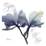 Midnight Orchid 2 by Albert Koetsier