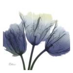 Midnight Tulips by Albert Koetsier