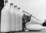 Milky Paradise by Getty Images