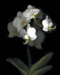 Mini White Orchids by Susan Barmon