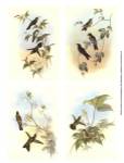 Miniature Gould Hummingbirds by John Gould