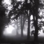 Misty Pathway by Stephen Mitchell