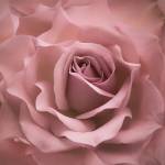 Misty Rose Pink Rose by Cora Niele