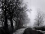 Misty Tree-Lined Road by Stephen Rutherford-Bate