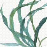 Mixed Greens XXIII by Lisa Audit