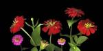 Mixed Zinnias by Susan Barmon