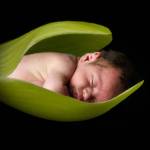 Mock Leafbaby I by Tanya Hovey