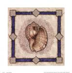 Mollusk Shell II by Jane A. Matthews