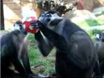 Monkeys - Why play ball when you can eat it