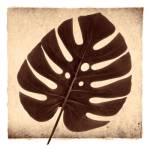 Monstera I by Michael Mandolfo