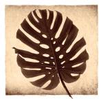 Monstera II by Michael Mandolfo