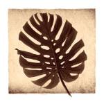 Monstera II by Michael Mandolfo