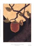 Moon, Persimmon and Moth by Anita Munman