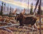Moose by Anne Jenkins