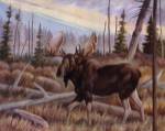 Moose by Anne Jenkins