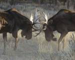 Moose Challenge by Terry Isaac